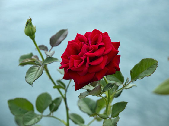 red rose in a rose garden